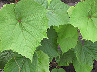 Vitis%20coignetiae.jpg