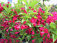 Weigela%20Bristol%20Ruby.JPG