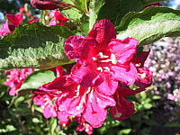 Weigela%20Lucifer.jpg