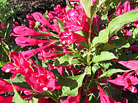 Weigela%20Red%20Prince.jpg
