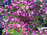 Weigela%20Rumba.jpg