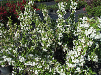 Weigela%20Snowflake%2001.jpg