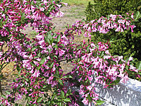 Weigela%20florida%2001.JPG