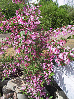 Weigela%20florida%2002.JPG