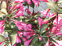 Weigela%20florida%20Alexandra%2003.JPG