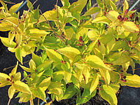 Weigela%20florida%20Looymansii%20Aurea%2001.JPG