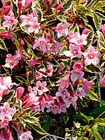 Weigela%20florida%20Magical%20Rainbow%2001.JPG