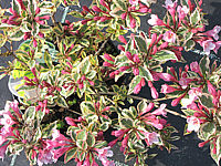 Weigela%20florida%20Magical%20Rainbow%2002.JPG