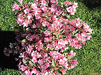 Weigela%20florida%20Magical%20Rainbow%2004.JPG