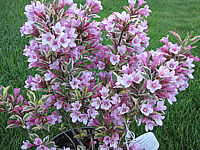 Weigela%20florida%20Magical%20Rainbow%2005.JPG