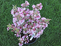 Weigela%20florida%20Magical%20Rainbow%2006.JPG