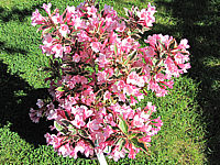 Weigela%20florida%20Magical%20Rainbow%2007.JPG