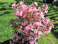 Weigela%20florida%20Magical%20Rainbow%2008.JPG