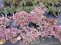 Weigela%20florida%20Monet%20-%20Herbst.JPG