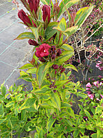 Weigela%20florida%20Moulin%20Rouge%2001.JPG