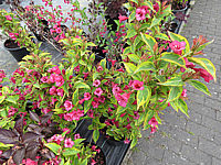 Weigela%20florida%20Moulin%20Rouge%2002.JPG