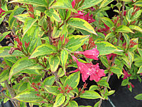 Weigela%20florida%20Moulin%20Rouge%2003.JPG