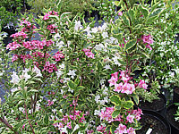 Weigela%20florida%20Nana%20Variegata%2001.JPG
