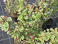 Weigela%20florida%20Nana%20Variegata%2002.JPG