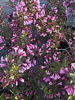 Weigela%20florida%20Purpurea.jpg