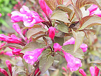 Weigela%20florida%20Victoria%20-%20Macro%20unscharf.JPG