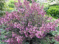 Weigela%20florida%20Victoria%2001.JPG