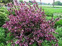 Weigela%20florida%20Victoria%2002.JPG