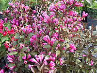 Weigela%20florida%20Victoria%2003.JPG