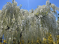 Wisteria%20floribunda%20Alba%2001.HEIC