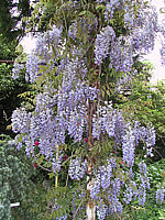 Wisteria%20floribunda%20Macrobotrys%2001.JPG