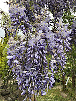 Wisteria%20floribunda%20Macrobotrys%2002.JPG
