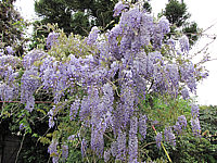 Wisteria%20floribunda%20Macrobotrys%2003.JPG