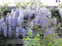 Wisteria%20floribunda%20Macrobotrys%2005.JPG