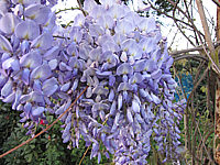 Wisteria%20floribunda%20Macrobotrys%2006.JPG