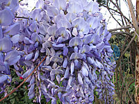 Wisteria%20floribunda%20Macrobotrys%2009%20unscharf.JPG