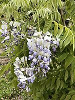 Wisteria%20sinensis%20001.JPG