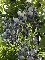 Wisteria%20sinensis%20002.JPG