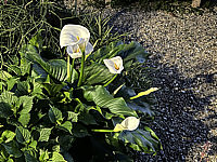 Zantedeschia%20aethiopica%20-%20Zimmerkalla.HEIC
